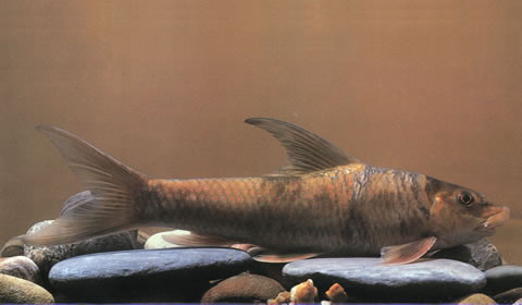 (Bangana) Род БАНГАНЫ 22 вида